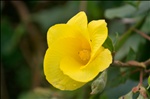 Yellow flower